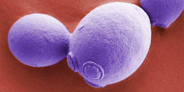 Batteri, funghi e virus, il 99% di quelli viventi è «buono»