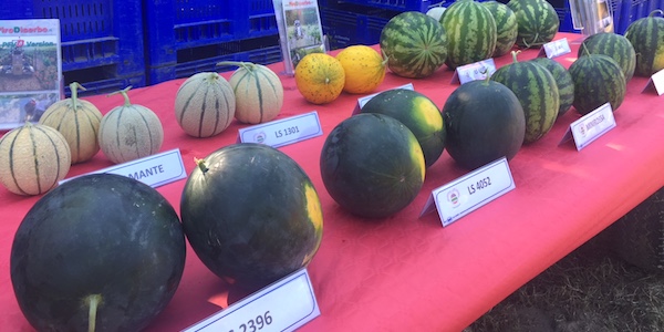 Meloni e angurie, la ricerca Lamboseeds cala gli assi