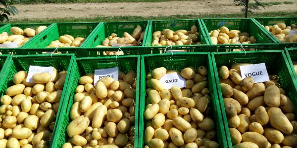 Patate, le varietà innovative più performanti