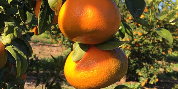 Mandarini: è l'ora di Nadorcott, dono della natura