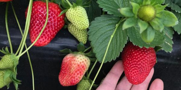 Fragole resistenti e sostenibili, ci pensa Med Berry