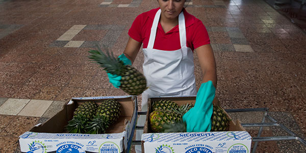 Mezzo milione di euro per l'ananas Fairtrade del Costarica