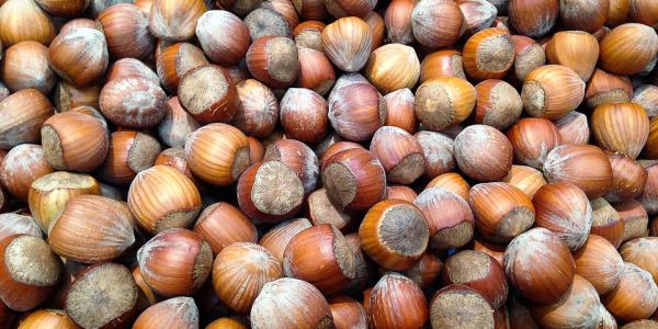 Viterbo, al via una filiera per nocciole e castagne