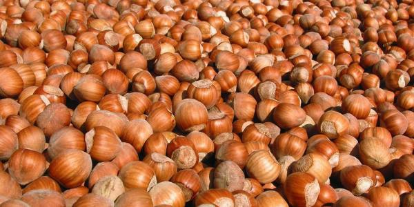 «Nocciole, prezzi in aumento ma ancora troppo bassi»