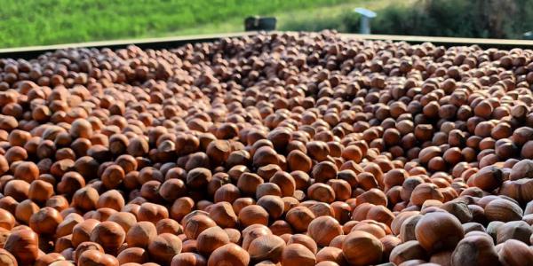 Nocciole, produzione dimezzata rispetto al 2020