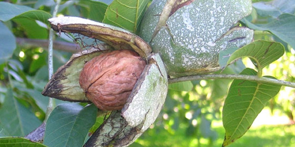 Noci, un mercato con grandi prospettive 