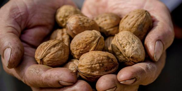Noci francesi, i punti di forza della stagione