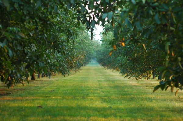 Azienda agricola San Martino, torna la spigolatura solidale