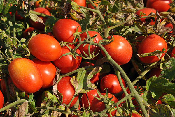 Pomodoro da industria nord Italia, 37 mila ettari coltivati