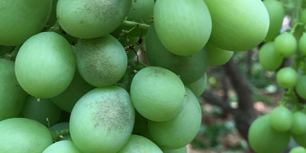 Un fungicida naturale dal triplice meccanismo d'azione  