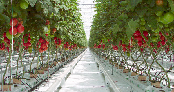Olanda: produttori in serra uniti contro la crisi