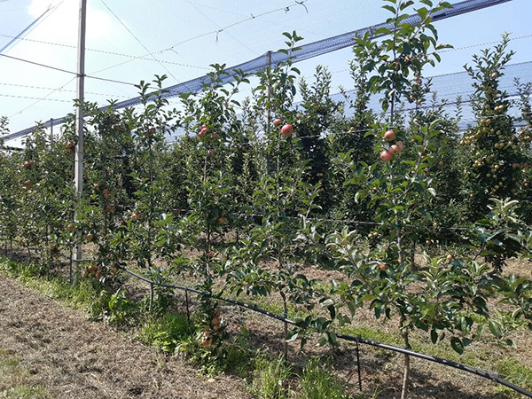 Op Nordest, un campo sperimentale per le mele