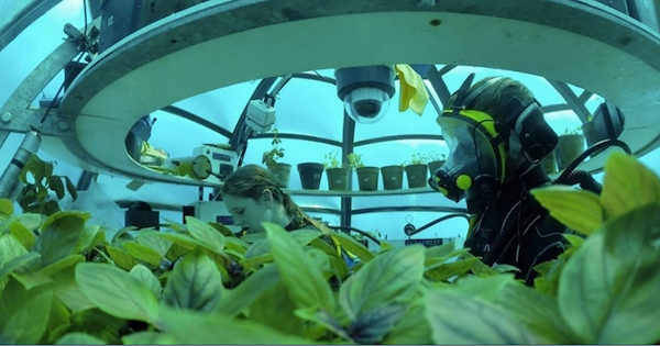 Basilico, sott'acqua è meglio