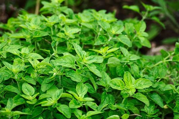 Erbe aromatiche, Magnani entra in Herbex 