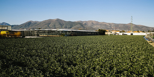 Aromatiche, la rivoluzione bio di Ortingaunia