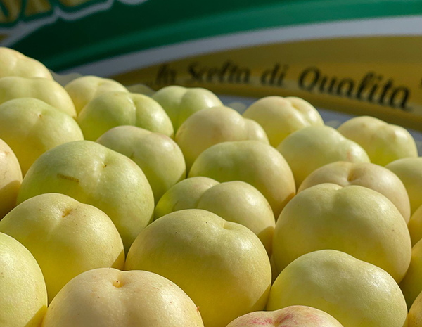 «Sbergia», la nettarina di nicchia che si fa notare