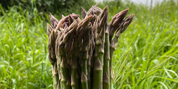 Asparago, al via la campagna di Ortosveva