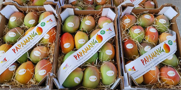 Mango, la Sicilia avanza nel segno del ready-to-eat