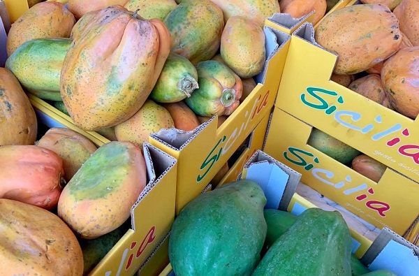 Papaya, in Sicilia si investe sul frutto del benessere