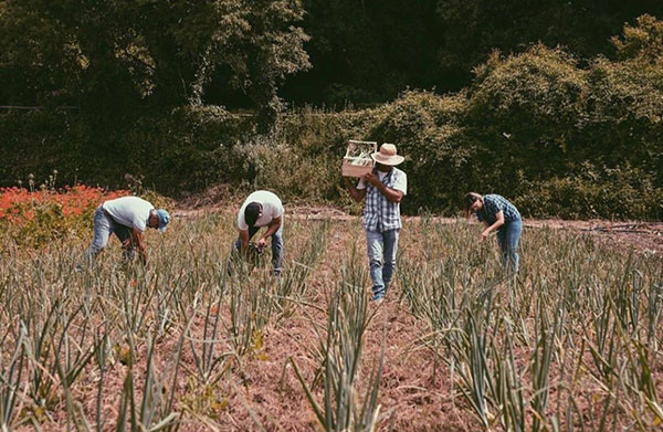 Biologico, in Val di Noto ci sono i «Briganti etici»
