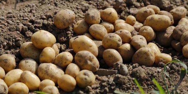 Patate, il nuovo ingrediente alla base delle ricette cinesi