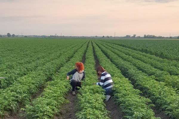 Patate, nematodi «buoni» per contrastare gli elateridi