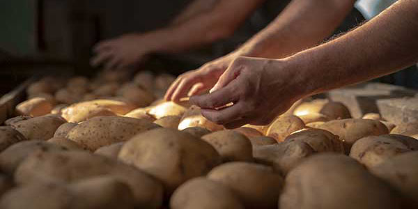 Patate, la bontà e l'origine orientano gli acquisti 
