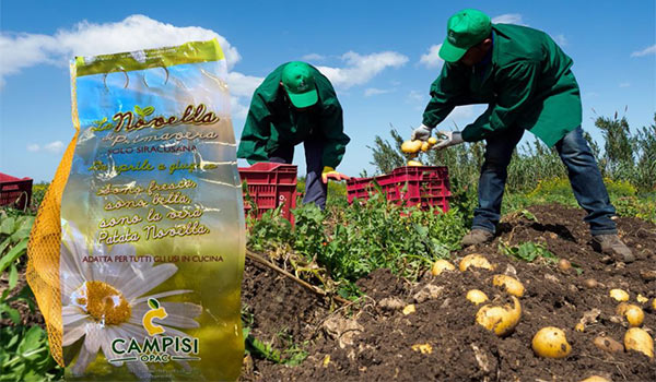 Patate, buoni risultati per i produttori di Siracusa