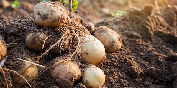 Patate e cipolle, i prezzi sono demoralizzanti  