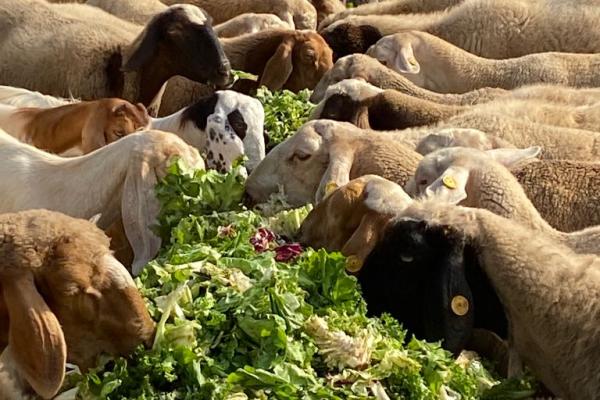 Economia circolare, sinergia tra ortofrutta e zootecnia