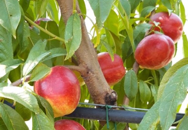 Pesche e albicocche bio hanno un'altra marcia