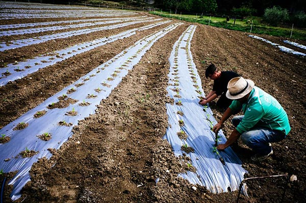 Crédit Agricole e Confagricoltura: aiuti per l'agricoltura
