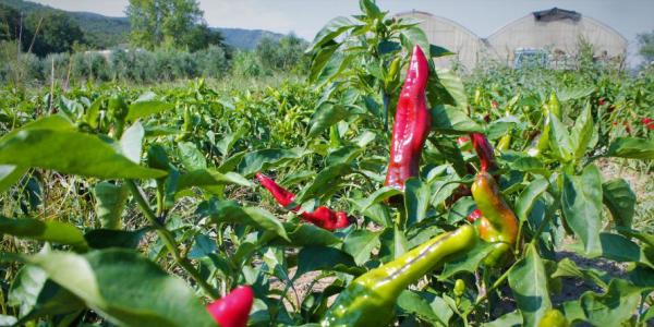 «Così ho recuperato il Peperone di Senise»