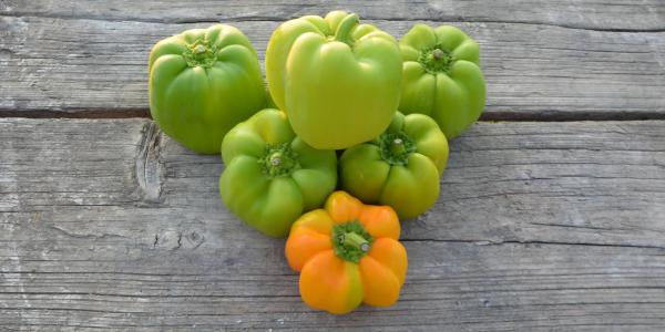 Prima sagra del peperone di Voghera nel weekend