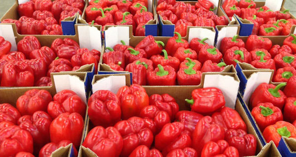 Insetticidi oltre i limiti, peperoni marocchini ritirati