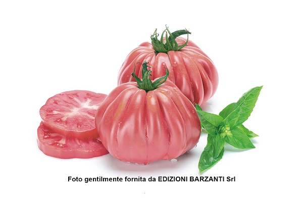 MamiPink F1, il nuovo cuore di bue rosa di Enza Zaden
