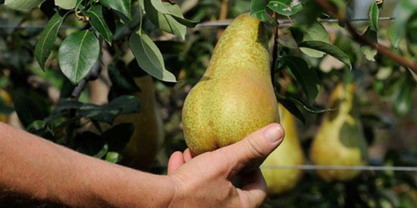 Pere superstar dei listini, l'uva perde terreno