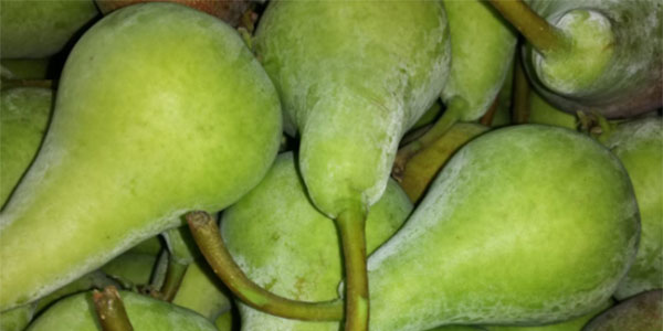 Pere italiane, si parte: la «Bella di Giugno» è sul mercato