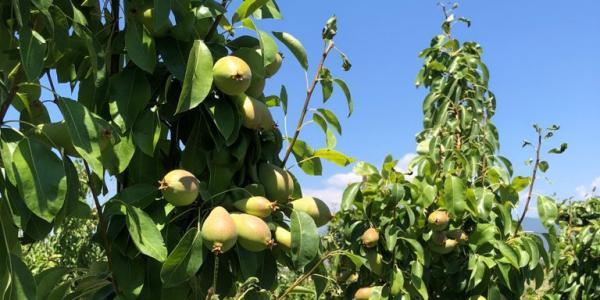 Calabria, l'11% delle aziende agricole rischia il fallimento