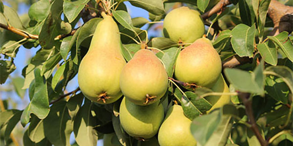 Pere, la «Coscia di Ribera» e il sogno della Dop 