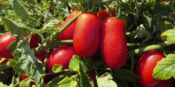 Pomodoro da industria, varietà resistenti a Tswv