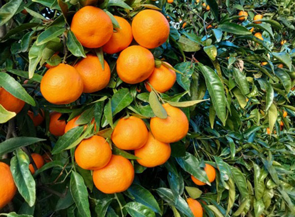 «Con Perrina allunghiamo la stagione delle clementine»