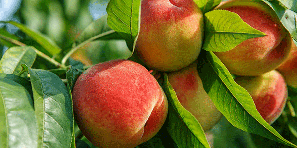 Pesche e nettarine, la campagna non delude Apofruit