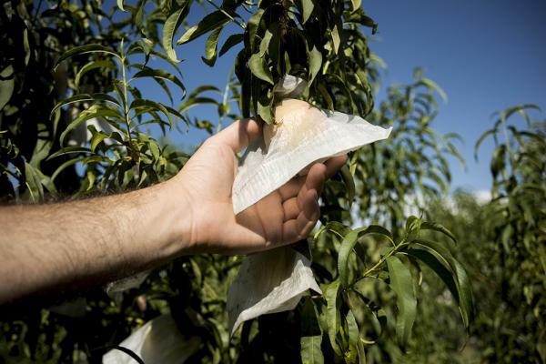 Pesca di Leonforte, frutto dalle dieci carezze