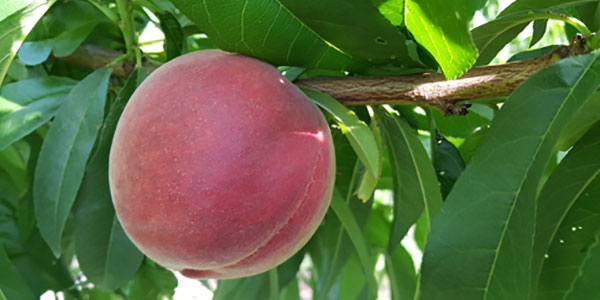 Pesche e nettarine: Marocco e Spagna scaldano i motori