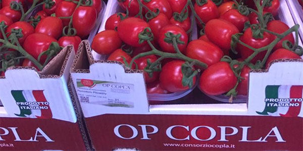 Pomodori rossi, ecco le prime raccolte della Piana di Fondi