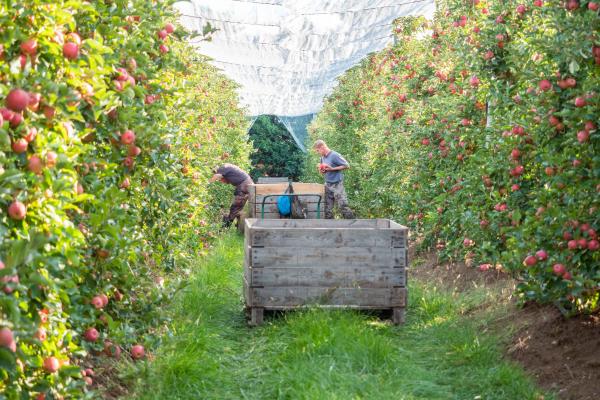 Il ratto della manodopera