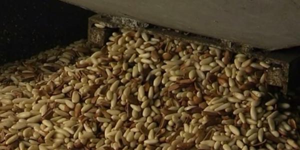 Pinoli, produzione ai minimi termini e prezzi alle stelle