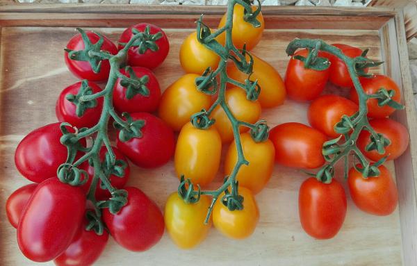 Pomodori Isi Sementi