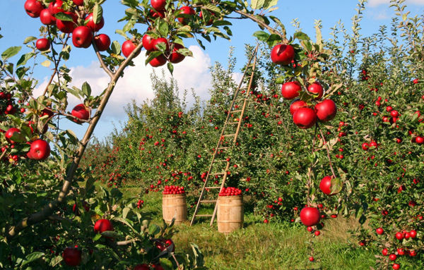 Pomaria cambia volto e diventa on the road